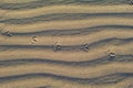 Footprints of a bird in the sand