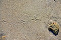 Footprints of a bird on a sand on the shore of a pond Royalty Free Stock Photo