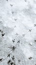 Footprints bird tracks in snow. Bird foot steps. Vertical photo Royalty Free Stock Photo