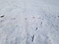 Footprints of bird tracks in the snow Royalty Free Stock Photo