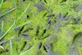 Footprints of birds ducks in the swamp, close-up