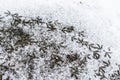 footprints of birds in the snow. The tracks belong to the dove. Hungry birds walk in the snow in search of food