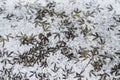 footprints of birds in the snow. The tracks belong to the dove. Hungry birds walk in the snow in search of food