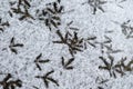 footprints of birds in the snow. The tracks belong to the dove. Hungry birds walk in the snow in search of food