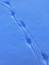 Footprints of birds on snow. Tracks of a running bird running through the blue snow. Close-up of the photo shown diagonally. Close Royalty Free Stock Photo