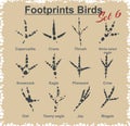 Footprints Birds - vector set