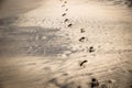 Footprints on black and yellow sand beach Royalty Free Stock Photo