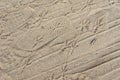 footprints and car tire prints remained on the sand, on top of which there are fresh bird prints Royalty Free Stock Photo