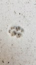 Footprints of cat paws on dirty snow cover