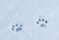 Footprints cat in the snow