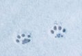 Footprints cat in the snow Royalty Free Stock Photo