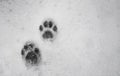 Footprints of cat walking on snow Royalty Free Stock Photo