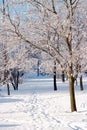 Footprints on clear white snow in winter park