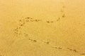Footprints of coastal gulls