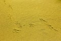 Footprints of coastal gulls