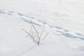 Footprints in deep snow in field Royalty Free Stock Photo