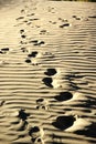 Footprints in desert Royalty Free Stock Photo