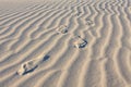 Footprints in the desert sand Royalty Free Stock Photo