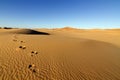 Footprints on desert sand dunes with blue sky Royalty Free Stock Photo