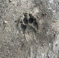 Footprints of a dog on the ground. Royalty Free Stock Photo