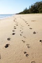 Footprints Royalty Free Stock Photo