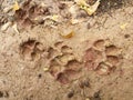 Footprints of the dog on mud clay, top view.