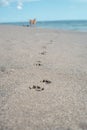 footprints of dog paws on sand Royalty Free Stock Photo