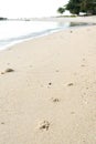Footprints of dog paws in the sand. The dog walked along the beach Royalty Free Stock Photo