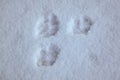 Footprints of dog paws on white snow close-up.