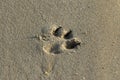 Footprints of a dog in the sand