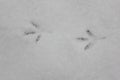 Footprints of a dove on the fluffy snow. Traces of birds on a white background.