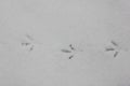 Footprints of a dove on the fluffy snow. Traces of birds on a white background.