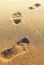 Footprints on the dry sand. Blurred image. Royalty Free Stock Photo