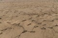 Footprints in the drying mud. Drought concept Royalty Free Stock Photo