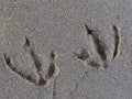 Footprints of duck in the sand