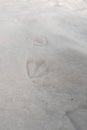 Footprints of a duck in snow