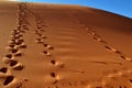 Footprints on dune Royalty Free Stock Photo