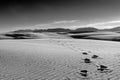 Footprints in the Dunes Royalty Free Stock Photo