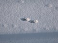 Footprints of the European pine marten (Martes martes) in the snow in winter. Detailed footprints and tracks on surface Royalty Free Stock Photo