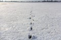 Footprints in the field in the snow Royalty Free Stock Photo