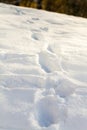 Footprints through fresh deep soft snow Royalty Free Stock Photo