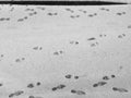 Footprints in fresh snow on a road