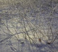 Footprints on freshly fallen snow in a bush with sparse fallen leaves