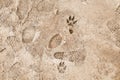 Footprints on frozen ground Royalty Free Stock Photo