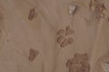 Footprints of gazelle and wolf on dry desert soil Royalty Free Stock Photo