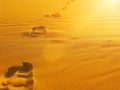 Footprints in Golden Desert Sand at Sunset Royalty Free Stock Photo