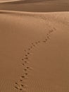 Footprints on golden sand dunes of Maspalomas Royalty Free Stock Photo