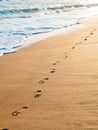 footprints on golden sand by the sea Royalty Free Stock Photo