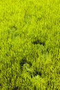 Footprints on the grass Royalty Free Stock Photo