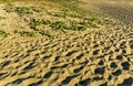 Footprints And Vegetation Pattern and Texture on Sand Dune Royalty Free Stock Photo
